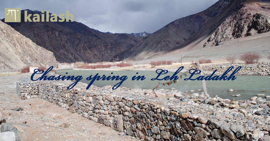 Chasing Spring in Leh Ladakh
